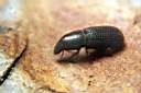 brachytemnus-porcatus-foto-koehler.jpg
