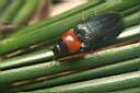 cardiophorus-ruficollis2-foto-koehler.jpg