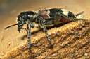 clerus-mutillarius-foto-koehler.jpg