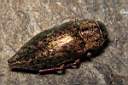 dicerca-berolinensis-tot2-foto-koehler.jpg