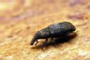 dryophthorus-corticalis-foto-koehler.jpg