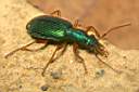 drypta-dentata3-foto-koehler.jpg