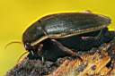 dytiscus-semisulcatus-foto-koehler.jpg