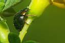 exochromus-nigromaculatus-foto-koehler.jpg