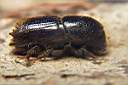 ips-sexdentatus-foto-koehler.jpg