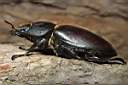 lucanus-cervus-female-foto-koehler.jpg