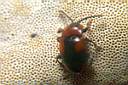 mycetina-cruciata2-foto-koehler.jpg