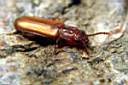pediacus-depressus-foto-koehler.jpg