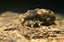 phaeochrotes-cinctus2-foto-koehler.jpg