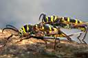 plagionotus-detritus-couple3-foto-koehler.jpg
