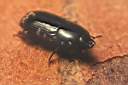 platysoma-oblongum-foto-koehler.jpg