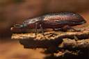 pycnomerus-terebrans-foto-koehler.jpg