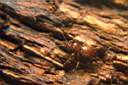 scydmaenus-hellwigi-male-foto-koehler.jpg