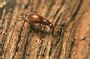 scydmaenus-perrisii-foto-koehler.jpg