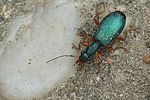 drypta-dentata-foto-auer