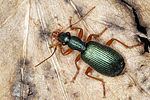 drypta-dentata-foto-benisch