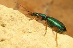 drypta-dentata-foto-koehler