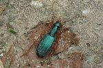 drypta-dentata2-foto-auer
