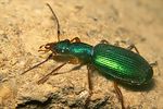 drypta-dentata2-foto-koehler