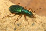 drypta-dentata3-foto-koehler