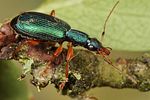drypta-dentata4-foto-koehler