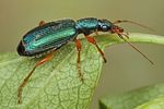 drypta-dentata6-foto-koehler