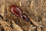 epaphius-secalis-foto-koehler
