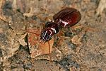 epaphius-secalis2-foto-koehler