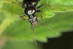 loricera-pilicornis-detail-foto-jas