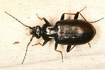 loricera-pilicornis-foto-dvorak