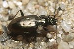 loricera-pilicornis-foto-faasen