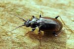 loricera-pilicornis-foto-fgrose