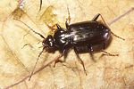 loricera-pilicornis-foto-koehler