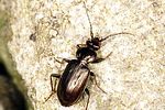 loricera-pilicornis-foto-thomason