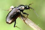 loricera-pilicornis-foto-weisenboehler