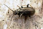 loricera-pilicornis2-foto-fgrose