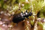 loricera-pilicornis2-foto-weisenboehler