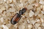 perileptus-areolatus-foto-benisch