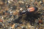 perileptus-areolatus-foto-koehler