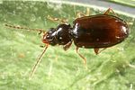trechus-obtusus-foto-altmann