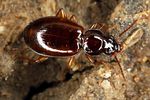 trechus-obtusus5-foto-koehler