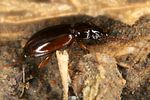 trechus-obtusus6-foto-koehler