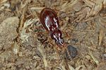 trechus-obtusus7-foto-koehler