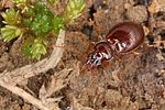 trechus-obtusus8-foto-koehler