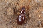 trechus-obtusus9-foto-koehler