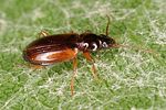 trechus-quadristriatus-foto-altmann