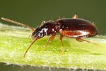 trechus-quadristriatus-foto-dvorak