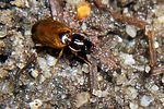 trechus-quadristriatus-foto-koehler