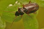 trechus-quadristriatus-foto-weisenboehler