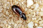 trechus-quadristriatus2-foto-altmann